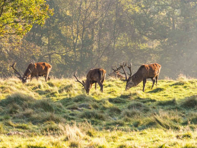 Group Of Red Deer Stags Grazing At Tatton Park, Knutsford, Chesh
