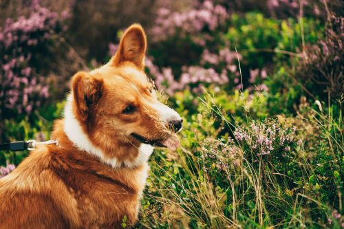 Dog friendly cottages